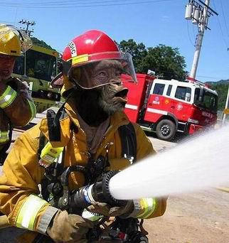 �ɰ��¹�����