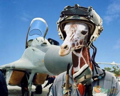 �ɰ��¹�����