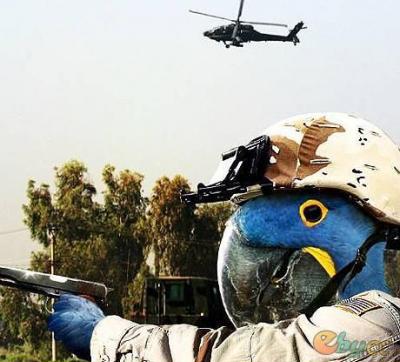 �ɰ��¹�����