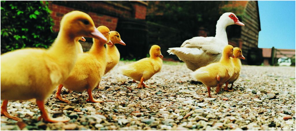 ����ũ������ͼƬ